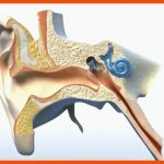 Wie Funktioniert Das Ohr? Fuer Hörvorgang Arbeitsblatt