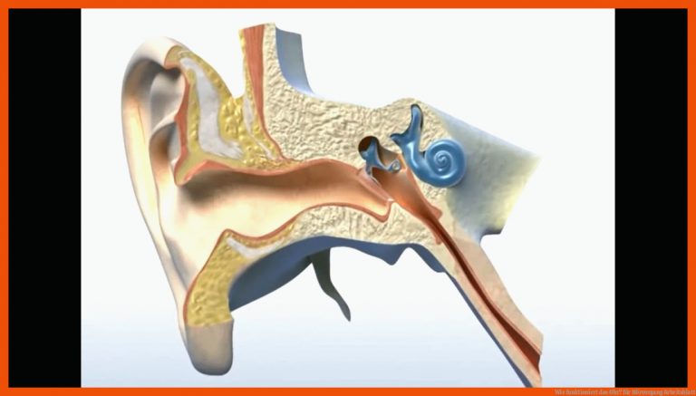 Wie funktioniert das Ohr? für hörvorgang arbeitsblatt