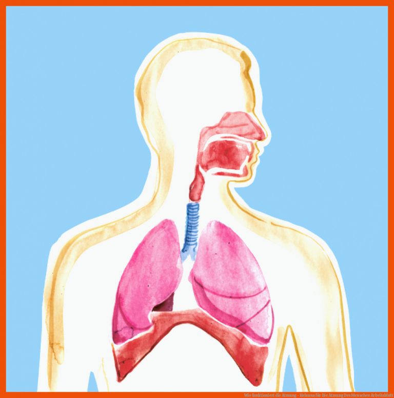 Wie funktioniert die Atmung - Helsana für die atmung des menschen arbeitsblatt