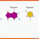 Wie Funktioniert Die Dna-basenpaarung? (vorschau) Fuer Bausteine Der Dna Arbeitsblatt