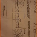 Wie Geht Diese Aufgabe In Biologie? (schule, Hausaufgaben ... Fuer Spaltöffnungen Arbeitsblatt