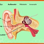 Wie ist Das Menschliche Ohr Aufgebaut? (vorschau) Fuer Hörvorgang Arbeitsblatt