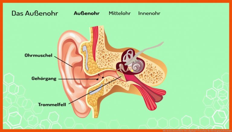 Wie ist das menschliche Ohr aufgebaut? (Vorschau) für hörvorgang arbeitsblatt