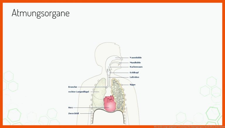 Wie ist die Lunge aufgebaut? (Vorschau) für atmungsorgane beschriften arbeitsblatt