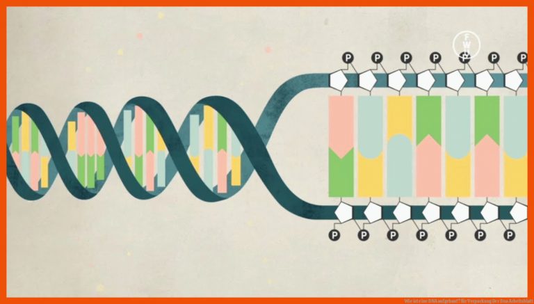 Wie ist eine DNA aufgebaut? für verpackung der dna arbeitsblatt