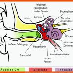 Wie ist Unser Ohr Aufgebaut â Und Wie Funktioniert HÃ¶ren Eigentlich? Fuer Aufbau Des Ohres Arbeitsblatt