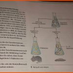 Wie LÃ¶st Man Aufgabe 3? (schule, Biologie) Fuer Avery Experiment Arbeitsblatt