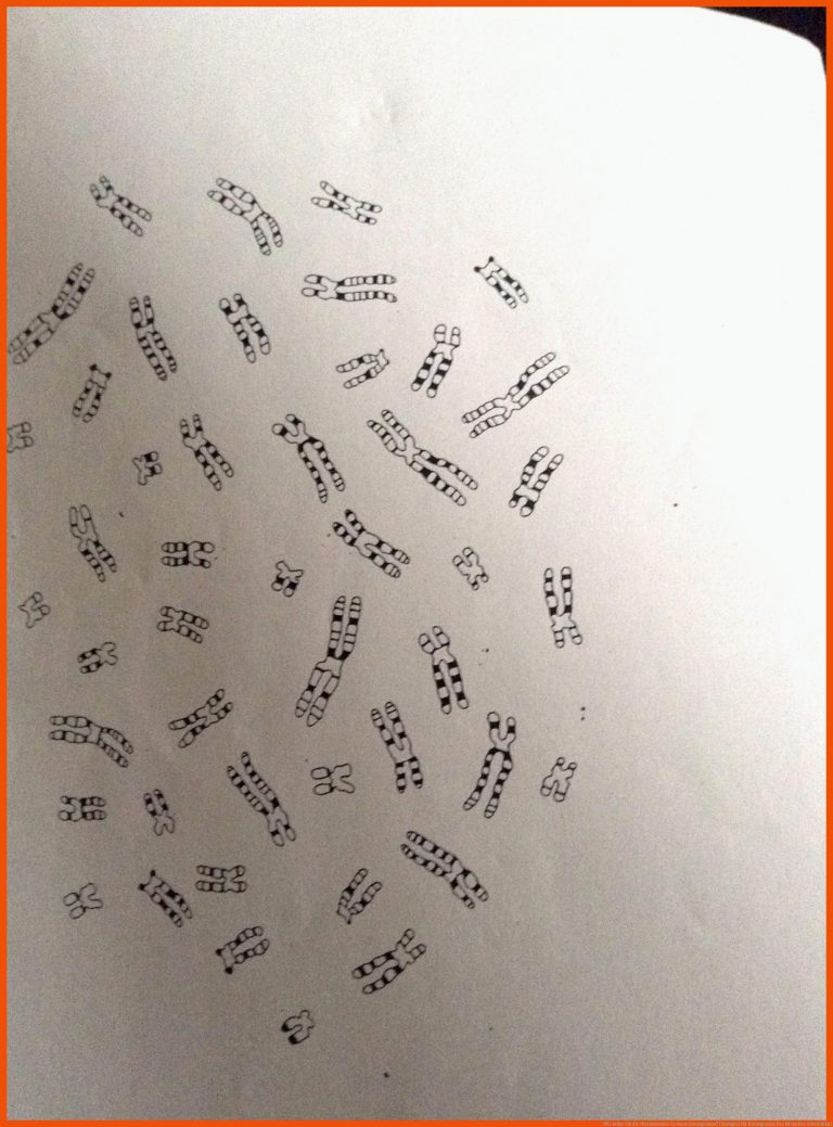 Wie ordne ich die chromosomen in einem karyogramm? (Biologie) für karyogramm des menschen arbeitsblatt
