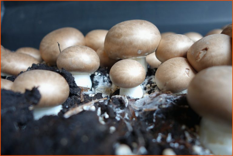 Wie vermehren sich Pilze eigentlich? â Gesunde Pilze für fortpflanzung pilze arbeitsblatt