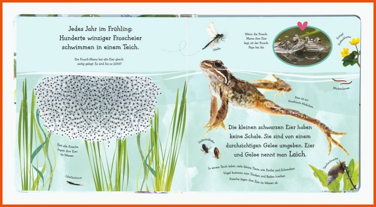 Wie wird die Kaulquappe zum Frosch? | DK Verlag für von der kaulquappe zum frosch arbeitsblatt