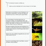Wild- Und Honigbienen 3./4. Klasse Fuer Insekten Arbeitsblatt Pdf