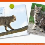 Wildkatze Oder Hauskatze? Die Unterschiede In Wort Und Bild â Bund ... Fuer Abstammung Katze Arbeitsblatt