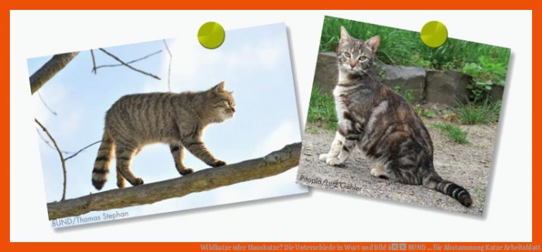 Wildkatze Oder Hauskatze? Die Unterschiede In Wort Und Bild â Bund ... Fuer Abstammung Katze Arbeitsblatt