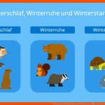 Winterschlaf, Winterruhe Und Winterstarre â¢ Einfach ErklÃ¤rt Â· [mit ... Fuer atmung Frosch Arbeitsblatt