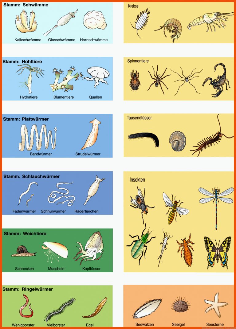 Wirbellose | BIOLOGIE für wirbellose tiere arbeitsblatt