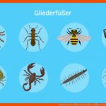 Wirbellose Tiere â¢ Einfach ErklÃ¤rt, Ãbersicht Â· [mit Video] Fuer Arbeitsblatt Insekten Klasse 6