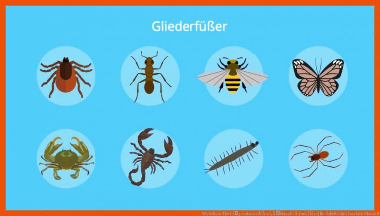 Wirbellose Tiere â¢ einfach erklÃ¤rt, Ãbersicht Â· [mit Video] für arbeitsblatt insekten klasse 6