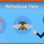 Wirbellose Tiere Fuer Wirbellose Tiere Arbeitsblatt