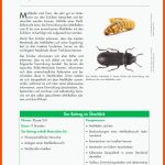 Wirbellose Tiere: Von Der Larve Zum KÃ¤fer Fuer Arbeitsblätter Biologie Insekten