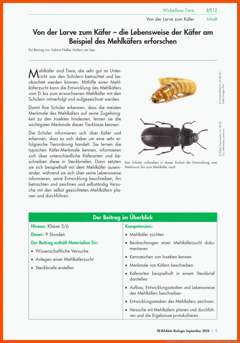 Wirbellose Tiere: Von der Larve zum KÃ¤fer für arbeitsblätter biologie insekten