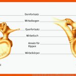 WirbelsÃ¤ule: Die StÃ¼tze Unseres KÃ¶rpers Rueckenschmerzen ... Fuer Beschriftung Der Wirbelsäule Arbeitsblatt