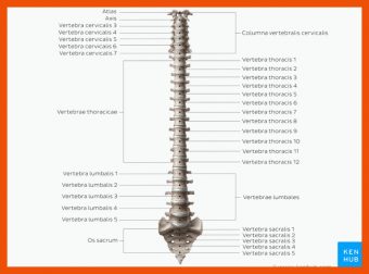 Beschriftung Aufbau Der Wirbelsäule Arbeitsblatt