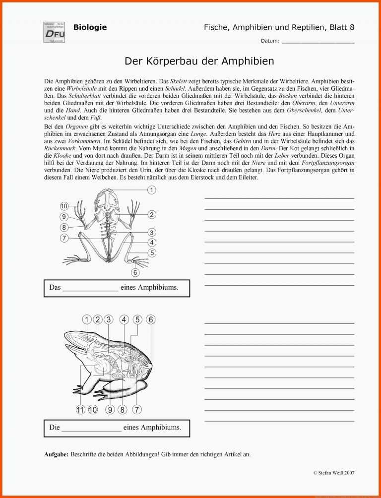 Wirbeltiere, Biologie, Reptilien Und Amphibien Fuer Arbeitsblätter Biologie Klasse 5 Kostenlos