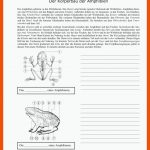 Wirbeltiere, Biologie, Reptilien Und Amphibien Fuer Wirbeltiere Arbeitsblatt Pdf