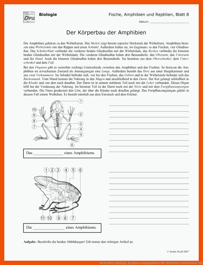 Wirbeltiere, Biologie, Reptilien und amphibien für wirbeltiere arbeitsblatt pdf