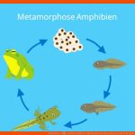 Wirbeltiere â¢ Einfach ErklÃ¤rt: Merkmale Und Einteilung Â· [mit Video] Fuer Arbeitsblatt Biologie Klasse 5 Fische Kostenlos