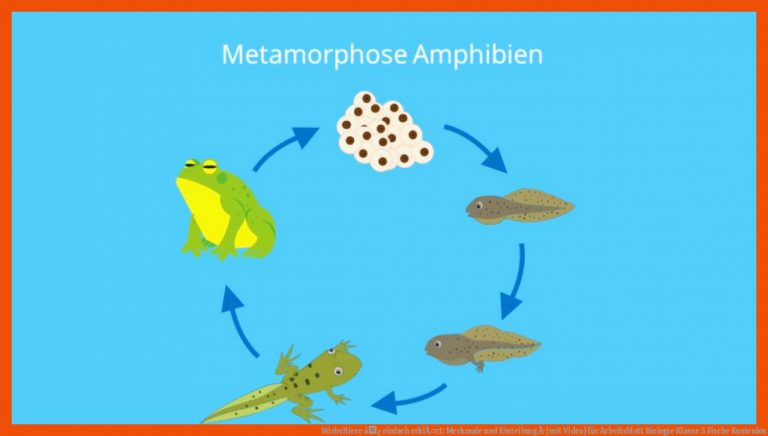 Wirbeltiere â¢ einfach erklÃ¤rt: Merkmale und Einteilung Â· [mit Video] für arbeitsblatt biologie klasse 5 fische kostenlos
