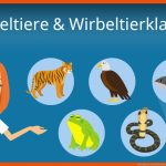 Wirbeltiere Und Wirbeltierklassen Fuer Wirbeltiere Und Wirbellose Tiere Arbeitsblatt
