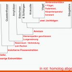 Wirbeltierstammbaum - Evolution - Abitur-vorbereitung Fuer Stammbaum Wirbeltiere Arbeitsblatt