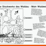 Wissensblatt: Die Stockwerke Des Waldes - Mein Waldwissen - Blog ... Fuer Stockwerke Des Waldes Arbeitsblatt