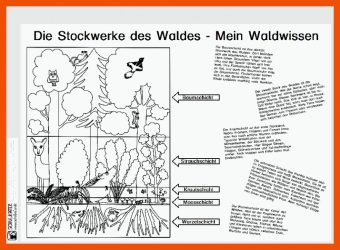 Stockwerke Des Waldes Arbeitsblatt
