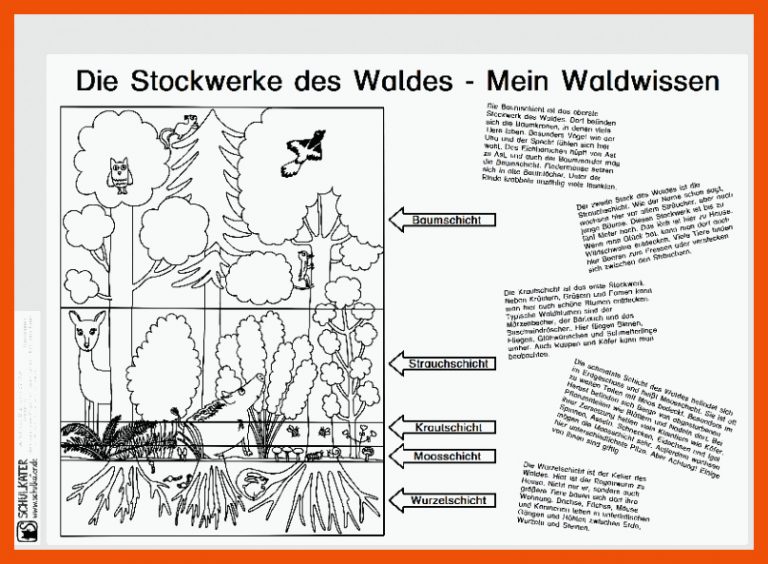 Wissensblatt: Die Stockwerke des Waldes - Mein Waldwissen - Blog ... für stockwerke des waldes arbeitsblatt