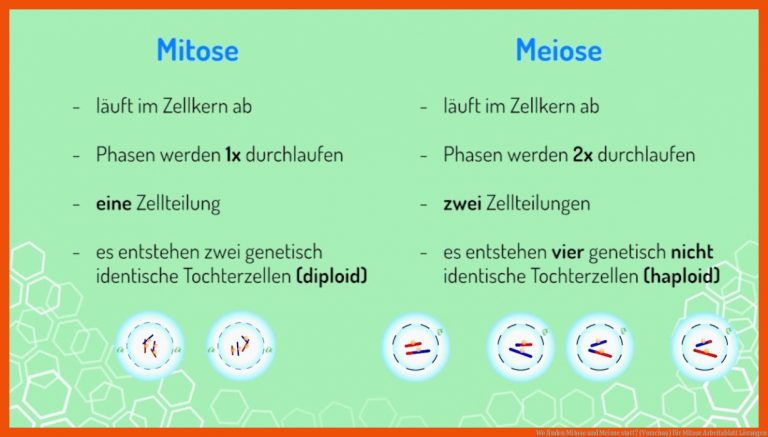 Wo finden Mitose und Meiose statt? (Vorschau) für mitose arbeitsblatt lösungen