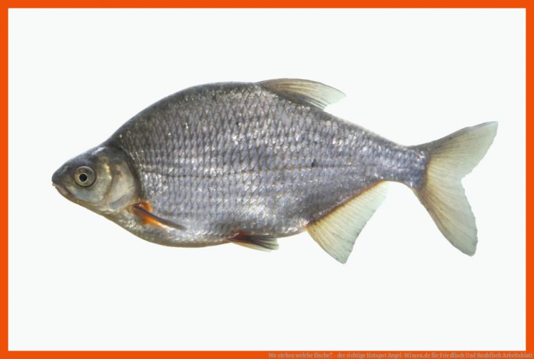 Wo stehen welche Fische? - der richtige Hotspot | Angel-Wissen.de für friedfisch und raubfisch arbeitsblatt