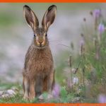 Woher Kommt Der Osterhase? - Jagdfakten.at Informiert Fuer Feldhase Und Wildkaninchen Arbeitsblatt