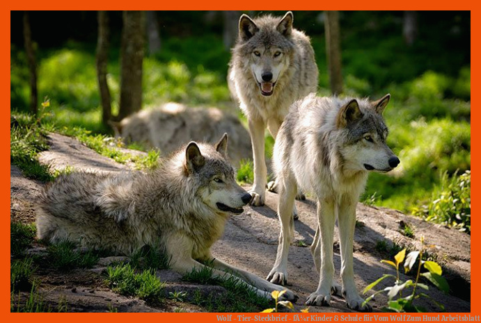 Wolf - Tier-Steckbrief - fÃ¼r Kinder & Schule für vom wolf zum hund arbeitsblatt