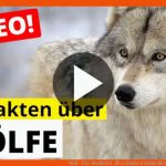 Wolf - Tier-steckbrief - FÃ¼r Kinder & Schule Fuer Vom Wolf Zum Hund Arbeitsblatt