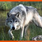 Wolf - Tier-steckbrief - FÃ¼r Kinder & Schule Fuer Vom Wolf Zum Hund Arbeitsblatt