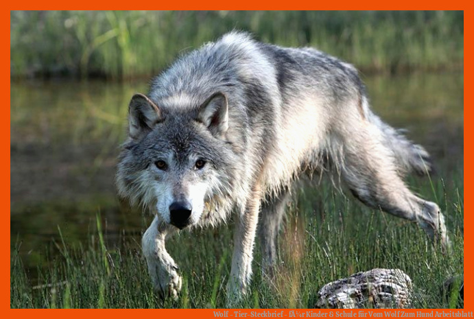 Wolf - Tier-Steckbrief - fÃ¼r Kinder & Schule für vom wolf zum hund arbeitsblatt