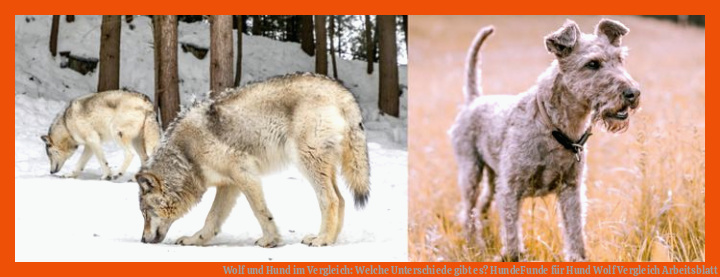 Wolf und Hund im Vergleich: Welche Unterschiede gibt es? | HundeFunde für hund wolf vergleich arbeitsblatt