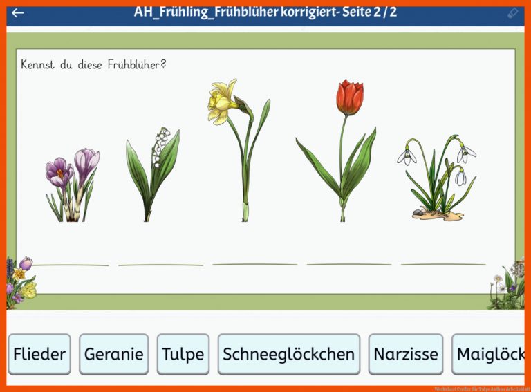 Worksheet Crafter für tulpe aufbau arbeitsblatt