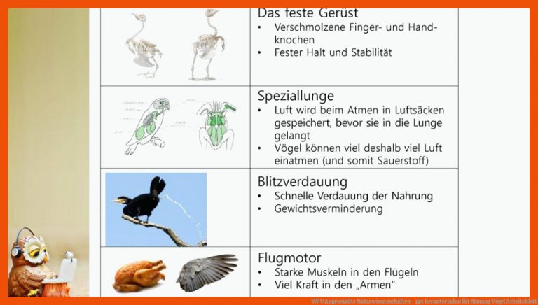 WPU Angewandte Naturwissenschaften - ppt herunterladen für atmung vögel arbeitsblatt
