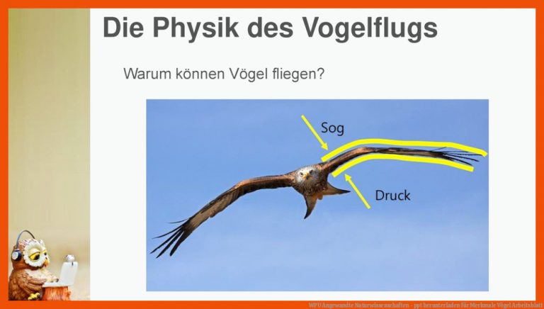 WPU Angewandte Naturwissenschaften - ppt herunterladen für merkmale vögel arbeitsblatt