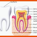 ZÃ¤hne - Menschliche Verdauung Einfach ErklÃ¤rt! Fuer Zahn Beschriften Arbeitsblatt