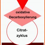 Zellatmung - Stoffwechsel - Abitur-vorbereitung Fuer Stoffwechselwege Im überblick Arbeitsblatt