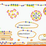 Zellbiologie Fuer Procyte Und Eucyte Im Vergleich Arbeitsblatt